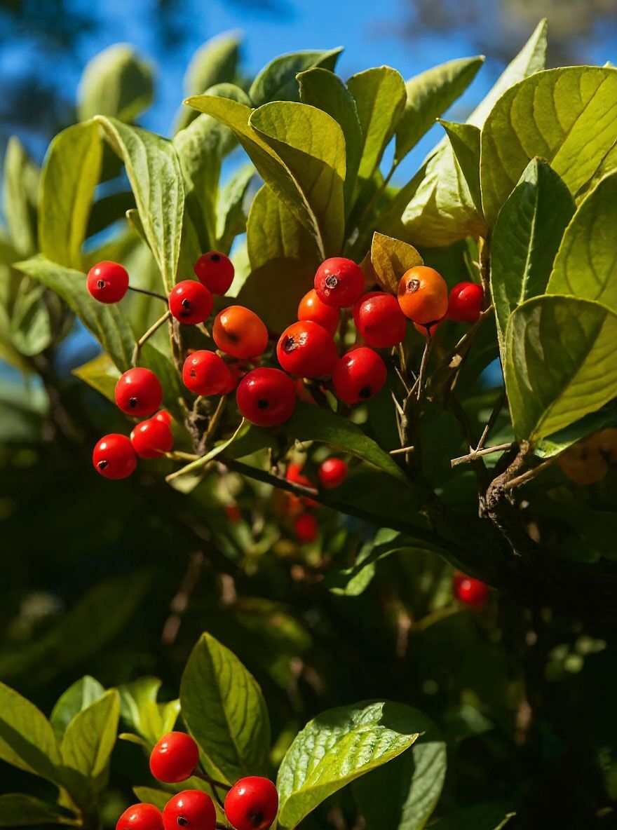 Scharlach-Glanzblattmispel - Photinia villosa - Baumschule NewGarden