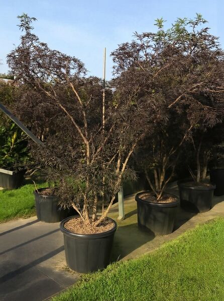 Sambucus nigra 'Black Lace ®' / Rotblättriger Schlitz-Holunder 'Black Lace ®' 200-250 cm C80 im Container mit dunklem Laub