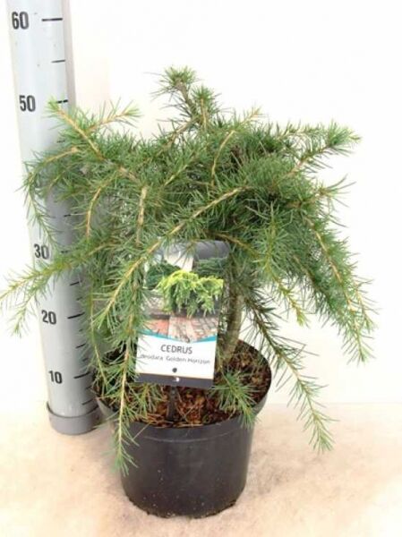 Himalaja-Zeder 'Golden Horizon' (Cedrus deodara 'Golden Horizon') 30-40 cm C5 im Topf, nadeliger Wuchs mit hängenden Trieben