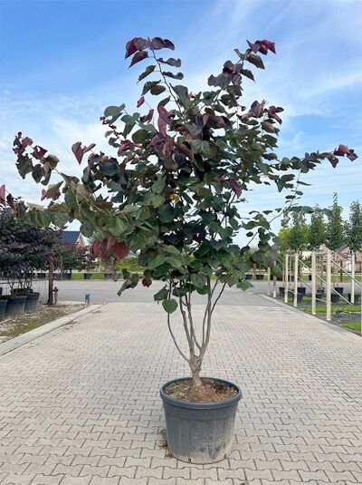 Amerikanischer Judasbaum 'Forest Pansy' / Cercis canadensis 'Forest Pansy'