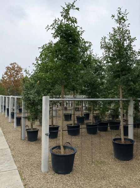 Nyssa sylvatica (Nymphenbaum) Hochstamm 14-16 StU im Container, Laubbaum im Baumschulquartier mit Stützpfahl