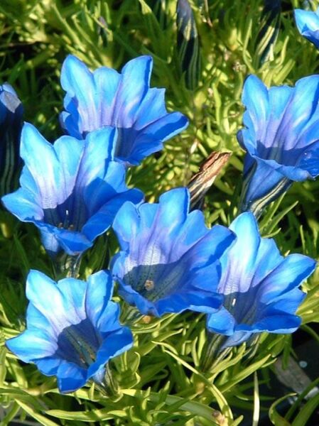 Herbst-Enzian Gentiana sino-ornata 'Downfield' mit mehreren blauvioletten, trichterförmigen Blüten und schmalem Laub