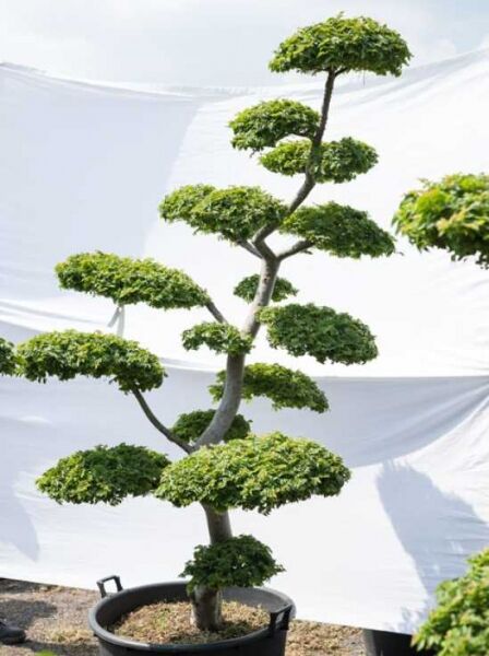 Garten-Bonsai (606) / Ulmus minor 'Jacqueline Hillier' H: 210 cm B: 130 cm
