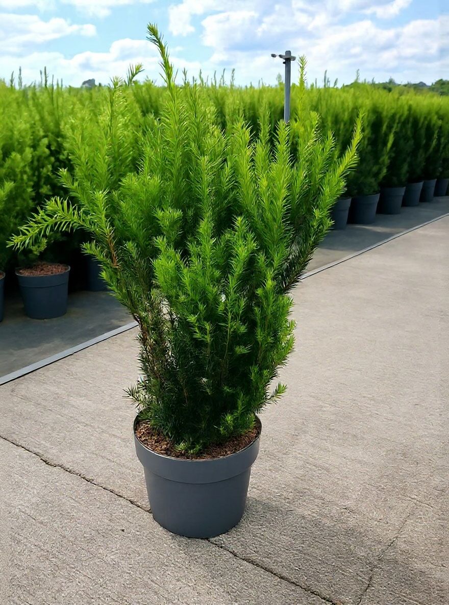 mnnliche Becher-Eibe 'Hillii' - Taxus media 'Hillii' - Baumschule NewGarden