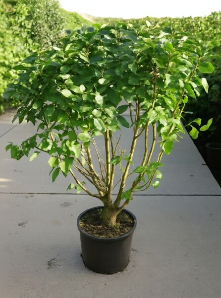 Syringa vulgaris 'Sensation' (Gartenflieder) im Topf, mehrtriebiger Strauch mit grünem Laub, 125-150 cm, C35