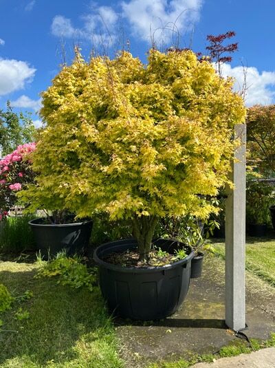 Japanischer Ahorn / Fächer-Ahorn 'Orange Dream' 200-250 cm Schirmform - Acer palmatum 'Orange Dream' (874455)
