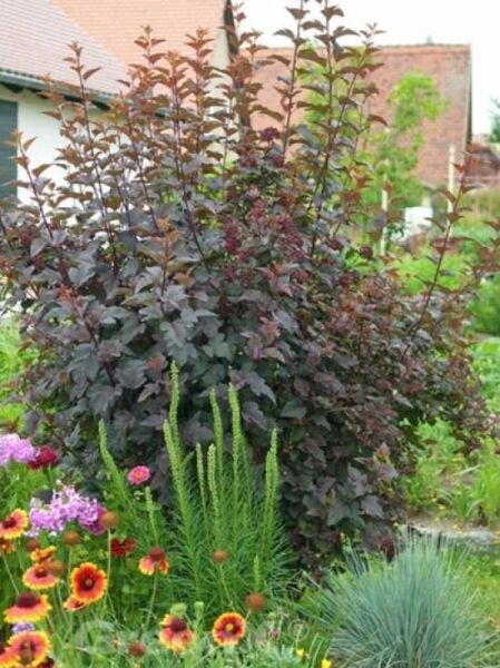 Dunkelrote Blasenspiere 'Diabolo ®' / Physocarpus opulifolius 'Diabolo ®'