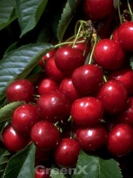 Prunus avium 'Sunburst' / Süßkirsche 'Sunburst'
