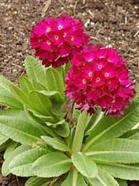 Kugel-Primel 'Rubin' / Primula denticulata 'Rubin'