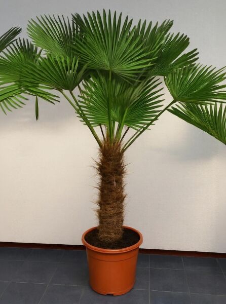Trachycarpus wagnerianus / Wagners Hanfpalme, 90 cm Stamm C110, Fächerpalme im Topf mit faserigem Stamm und grünen Fächerblättern
