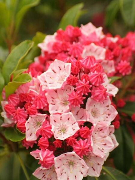 Kalmia latifolia 'Yankee Doodle' / Lorbeerrose 'Yankee Doodle' / Berglorbeer 'Yankee Doodle'