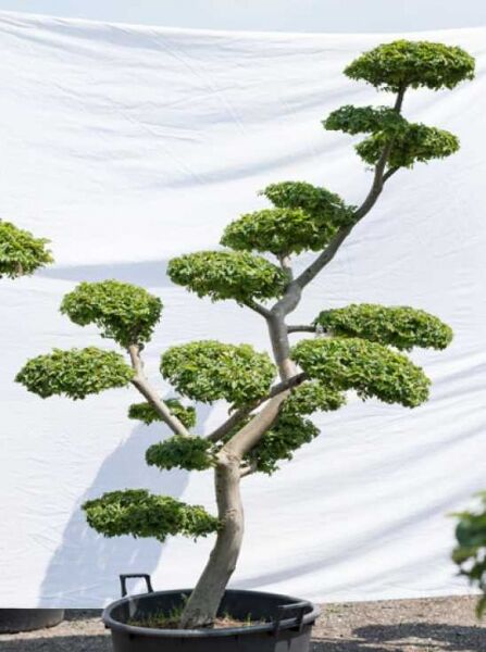 Garten-Bonsai (592) / Ulmus minor 'Jacqueline Hillier' H: 200 cm B: 130 cm