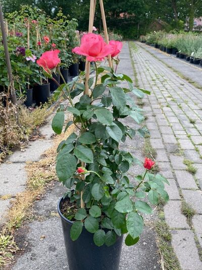 Rosa 'Rosanna ®' / Kletterrose 'Rosanna' A-Qualität C5 im Topf mit rosa Blüten und grünem Laub, an Stäben aufgebunden