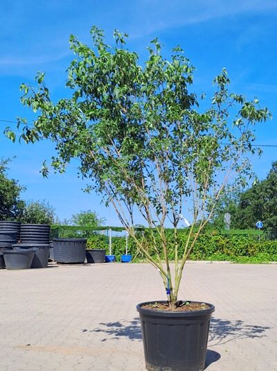 Chinesischer Blumen-Hartriegel 'Milky Way' 250-300 cm Schirmform / Cornus kousa var. chinensis 'Milky Way' (1577168)