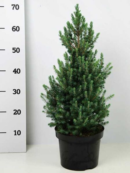 Blaue Zwerg-Zuckerhut-Fichte 'Sander's Blue' / Picea glauca 'Sander's Blue'
