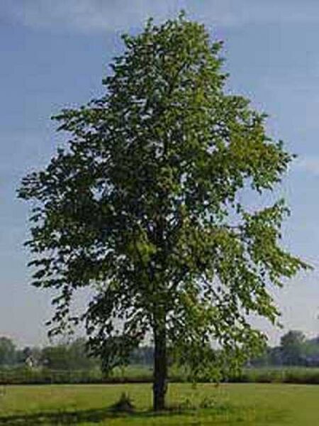 Tilia platyphyllos / Sommer-Linde