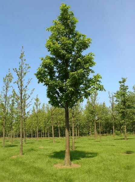 Quercus petraea (Trauben-Eiche, Winter-Eiche) Hochstamm 25-30 StU mit Drahtballen, gerader Stamm und dichter Krone