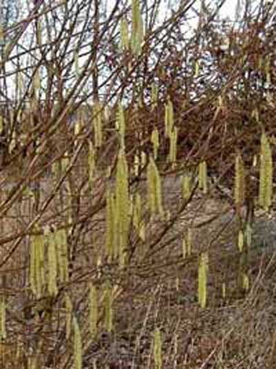 Gewöhnliche Hasel / Haselnuss / Corylus avellana