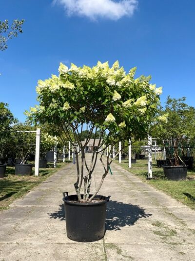 Rispen-Hortensie 'Polar Bear ®' 'Schirmform' 140-160 cm - Hydrangea paniculata 'Polar Bear ®' (1567261)