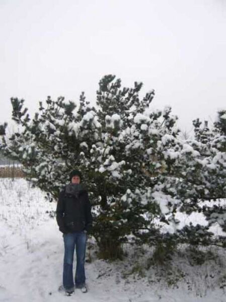 Pinus parviflora 'Glauca' / Blaue Mädchen-Kiefer 250-300 cm, Solitär mit Ballen, mehrstämmig, im Freiland stehend