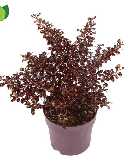 Koprosma 'Pacific Night' - Coprosma repens 'Pacific Night'