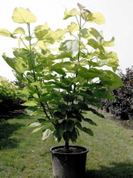 Gold-Trompetenbaum / Catalpa bignonioides 'Aurea'