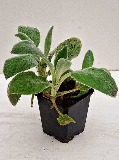 Stachys byzantina „Big Ears“ (Teppich-Wollziest/Eselsohr) mit silbrig behaarten, breiten Blättern im Topf P9