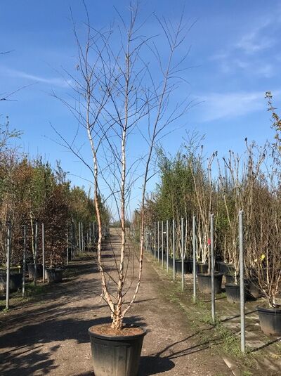 Betula nigra (Schwarz-Birke/Fluss-Birke) 400-450 cm C160, mehrstämmiger Jungbaum im Container mit kahlen Zweigen.