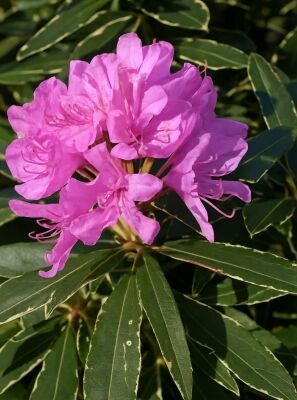 Botanische Rhododendron Hybride gnstig kaufen