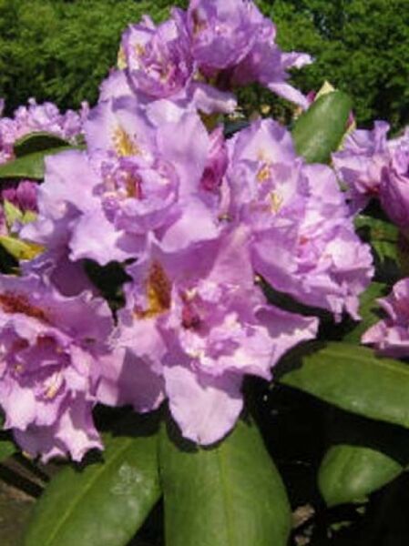 Rhododendron Hybride 'Fastuosum Flore Pleno' / Rhododendron 'Fastuosum Flore Pleno'