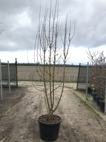Cornus mas (Kornelkirsche) mehrtriebiger Strauch im Container C50, 200–250 cm, mit gelben Blütenknospen an kahlen Zweigen.