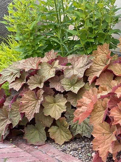 Purpurglöckchen &#039;XXL&#039; / Heuchera &#039;XXL&#039;