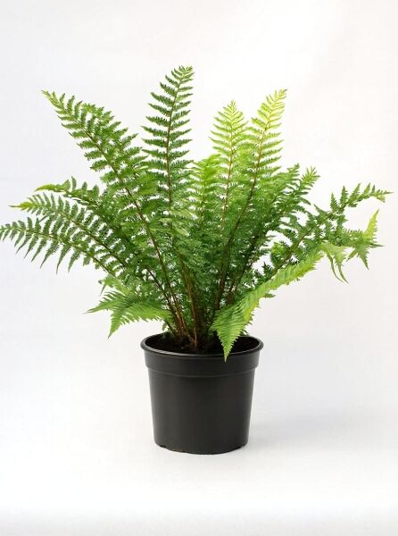 Dryopteris affinis (Goldschuppenfarn) im schwarzen Anzuchttopf, Variante C5, mit aufrechten, gefiederten Wedeln.