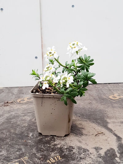 Immergrüne GartenSchleifenblume 'Schneeflocke'