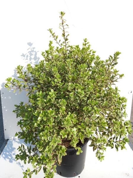 Pittosporum tenuifolium ‘Elizabeth’ / Chinesische Klebsame ‘Elizabeth’, grün-weiß panaschiertes Laub, Strauch im Container C20, 60–80 cm