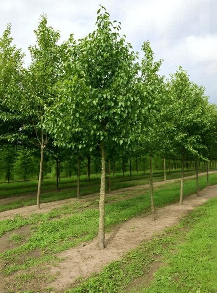 Alnus cordata (Herzblättrige Erle/Italienische Erle) Hochstamm 25-30 StU mit Drahtballen, Baum in Reihe gepflanzt