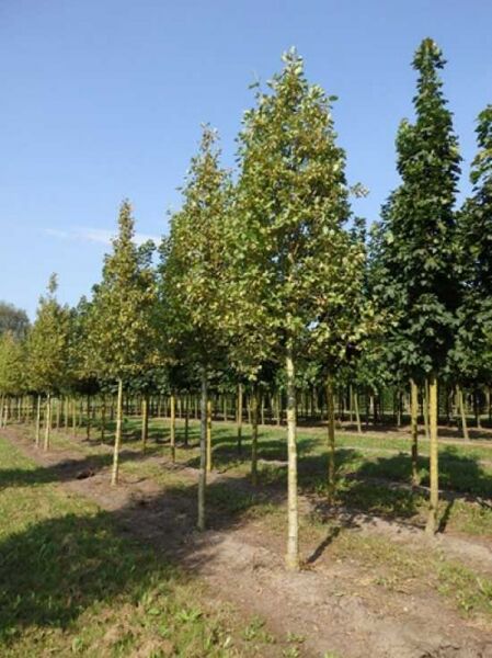 Alnus incana 'Aurea' / Gold-Erle