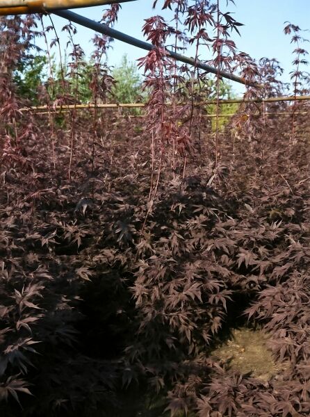 Japanischer Blut-Ahorn Acer palmatum 'Bloodgood', 150-175 cm, mit dunkelroten, gelappten Blättern an aufrechten Trieben.