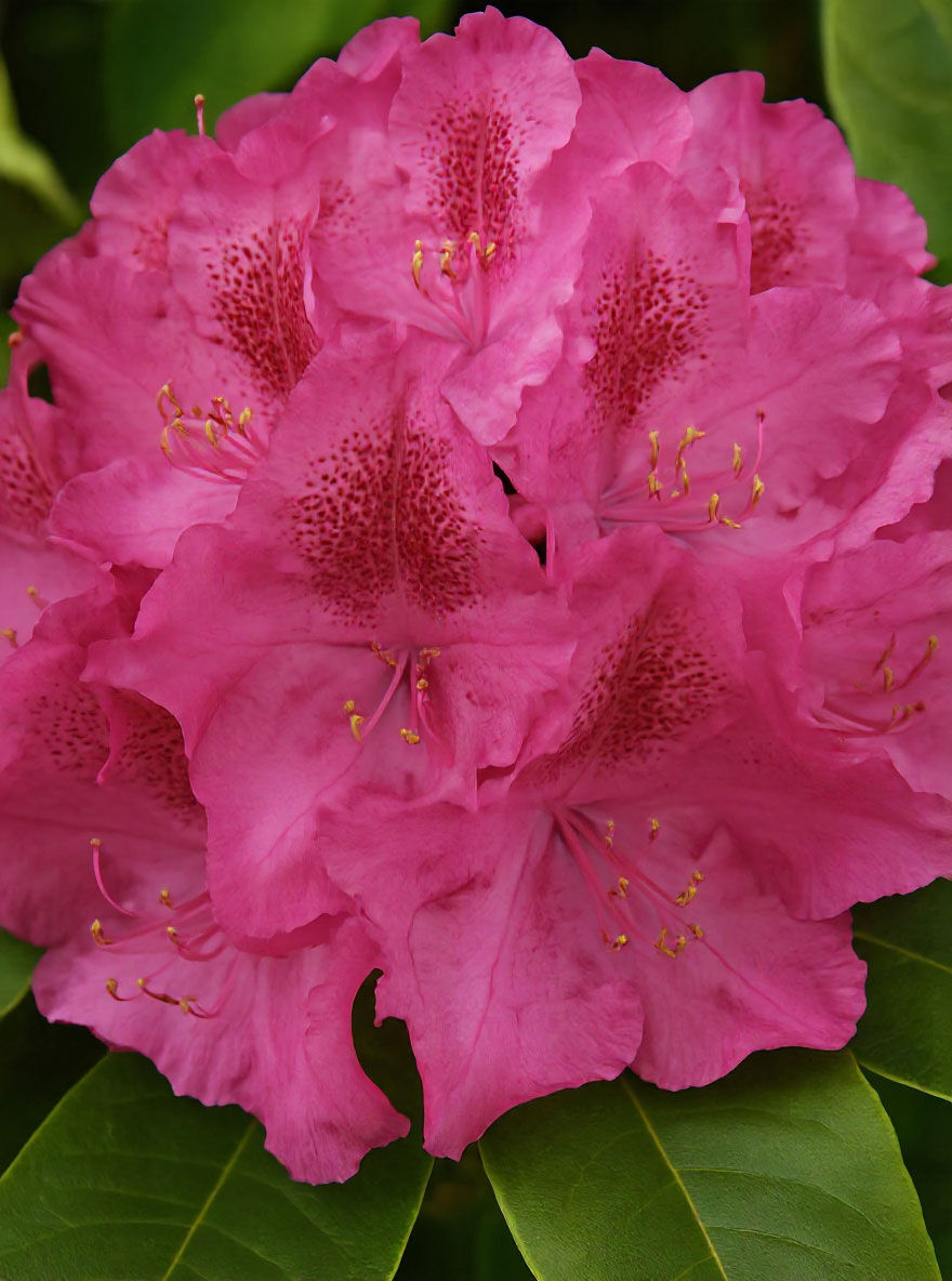 Rhododendron 'Constanze' - Rhododendron Hybride 'Constanze' - Baumschule  NewGarden