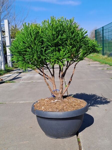 Zwerg-Hahnenkamm-Sicheltanne 'Globosa Nana' Schirm (874443) / Cryptomeria japonica 'Globosa Nana' 80-100 cm hoch
