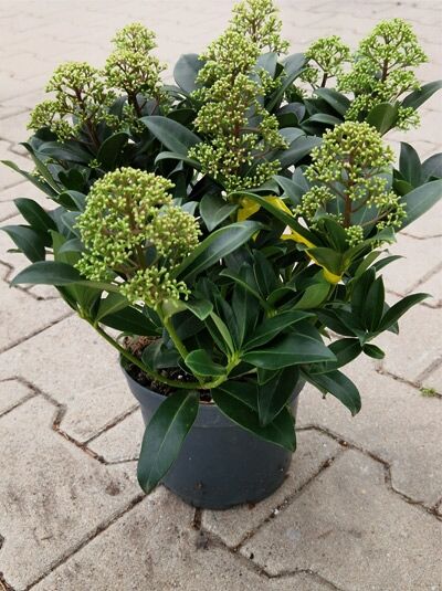 Japanische Skimmie &#039;Fragrant Cloud&#039; / Skimmia japonica &#039;Fragrant Cloud&#039;
