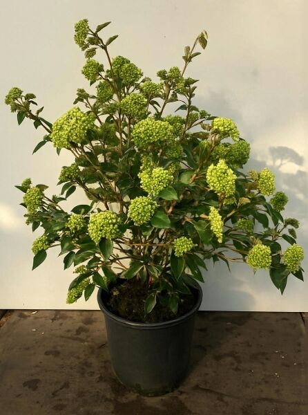 Viburnum 'Eskimo' (Schneeball 'Eskimo') 80-100 cm C20 im Topf, buschiger Strauch mit grünen Blütenknospen und Laub