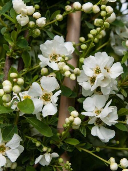 Prunkspiere 'Niagara' / Prunkspiere 'Niagara'