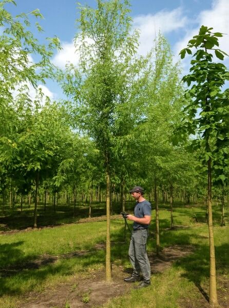Geschlitzter Silber-Ahorn Acer saccharinum 'Laciniatum Wieri', Hochstamm 20-25 StU mit Drahtballen, im Feld stehend.