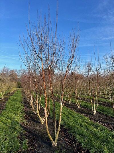 Kupfer-Birke 'Fascination' / Chinesische Birke 'Fascination' / Betula albosinensis 'Fascination'