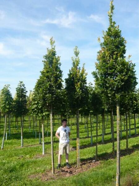 Quercus robur 'Fastigiata' – Säulen-Eiche/Pyramiden-Eiche Hochstamm 18-20 StU, schlanker Baum mit aufrechtem Wuchs und grünem Laub