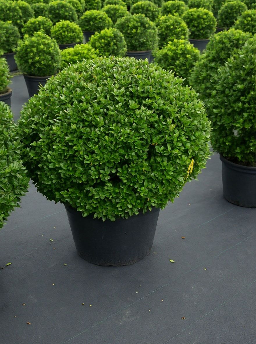 Buchsblttrige Japanische Hlse 'Dark Green' Kugel - Ilex crenata 'Dark  Green' Kugel