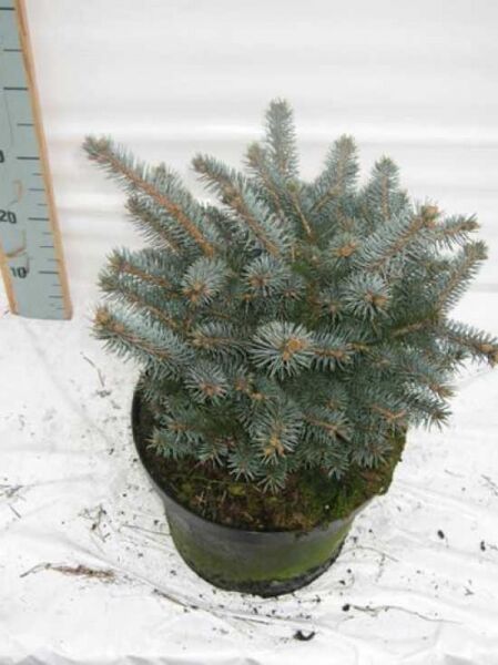 Picea pungens 'Glauca Globosa' / Kleine Blau-Fichte