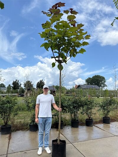 Catalpa erubescens 'Purpurea' Blut-Trompetenbaum Hochstamm 10-12 StU im Container, junger Baum mit Stamm und Krone mit Blättern