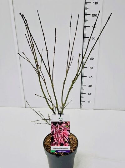 Fächer-Ahorn 'Pixie' / Acer palmatum 'Pixie'